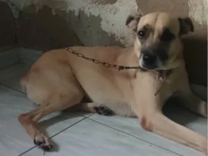 Cachorro ra a SRD-ViraLata idade 4 anos nome Belinha 