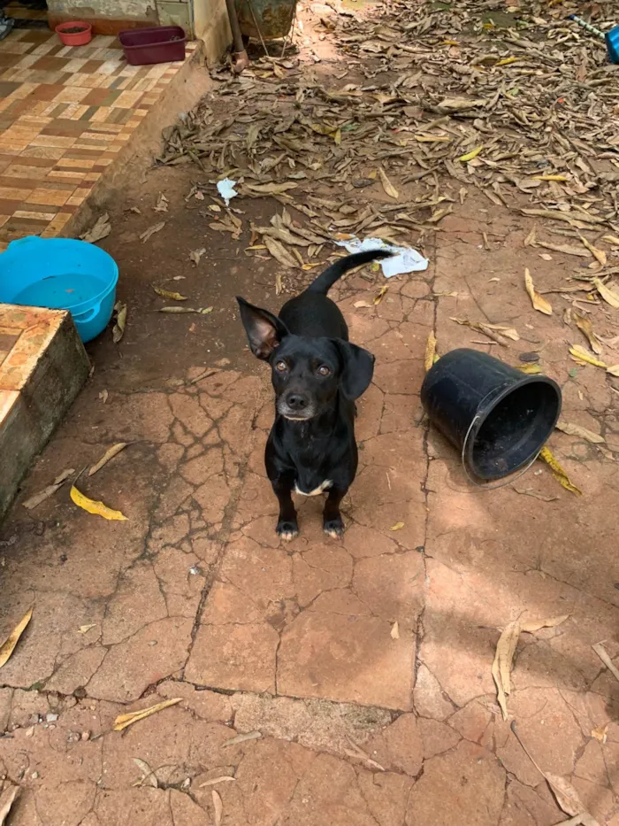 Cachorro ra a SRD-ViraLata idade 2 anos nome Mamacho