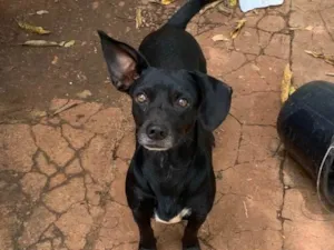 Cachorro raça SRD-ViraLata idade 2 anos nome Mamacho