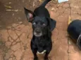 Cachorro ra a SRD-ViraLata idade 2 anos nome Mamacho