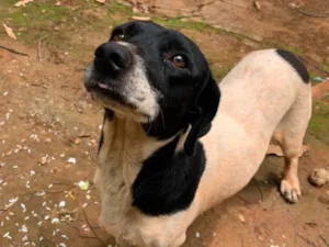 Cachorro raça SRD-ViraLata idade 2 anos nome Marshall 