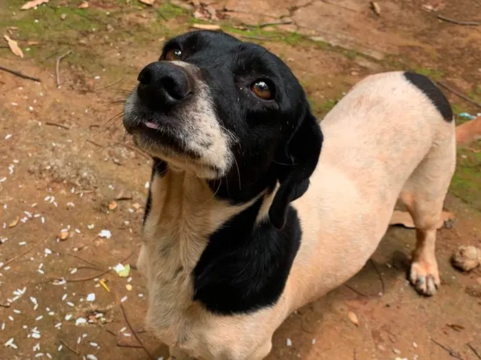Cachorro ra a SRD-ViraLata idade 2 anos nome Marshall 