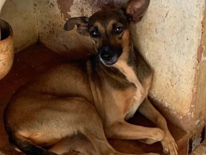 Cachorro ra a SRD-ViraLata idade 2 anos nome Mel