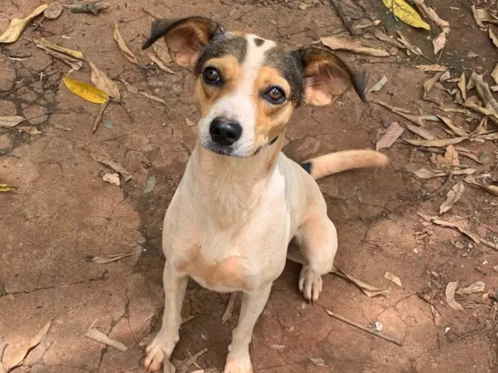 Cachorro ra a SRD-ViraLata idade 2 anos nome Princesa 