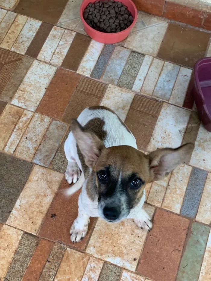 Cachorro ra a SRD-ViraLata idade 2 a 6 meses nome Nina