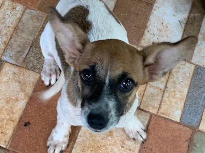 Cachorro raça SRD-ViraLata idade 2 a 6 meses nome Nina