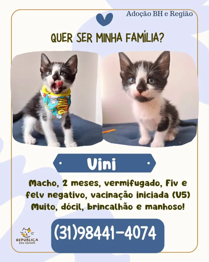 Gato ra a SRD-ViraLata idade Abaixo de 2 meses nome Vini