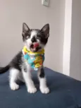 Gato ra a SRD-ViraLata idade Abaixo de 2 meses nome Vini