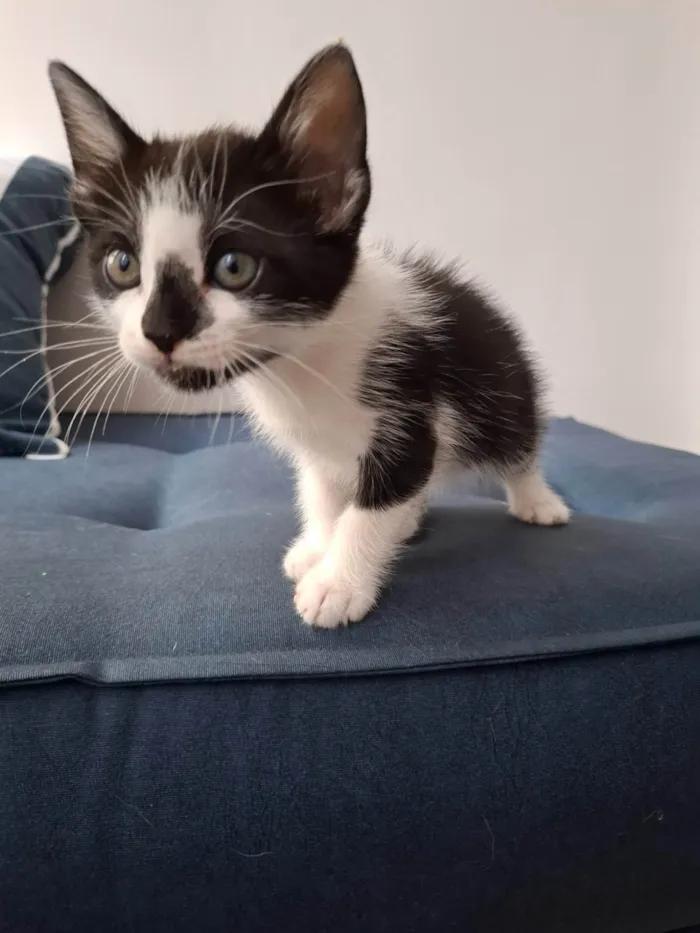 Gato ra a SRD-ViraLata idade Abaixo de 2 meses nome Vini