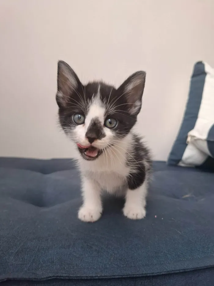 Gato ra a SRD-ViraLata idade Abaixo de 2 meses nome Vini