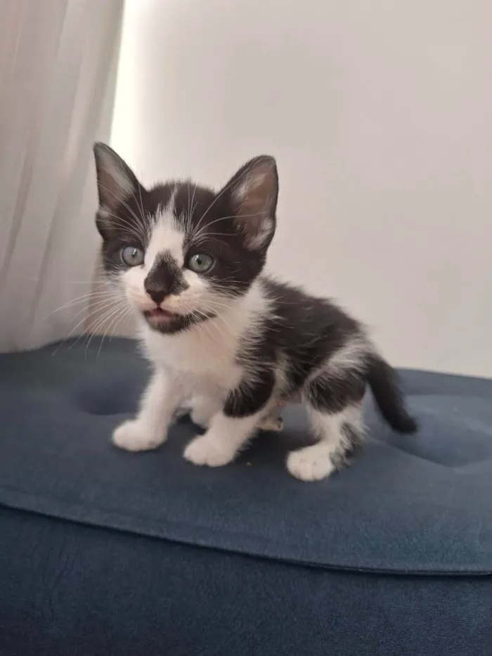 Gato ra a SRD-ViraLata idade Abaixo de 2 meses nome Vini