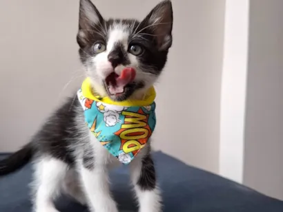 Gato raça SRD-ViraLata idade Abaixo de 2 meses nome Vini