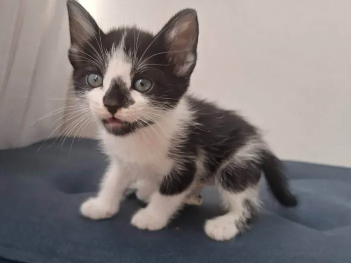 Gato ra a SRD-ViraLata idade Abaixo de 2 meses nome Vini