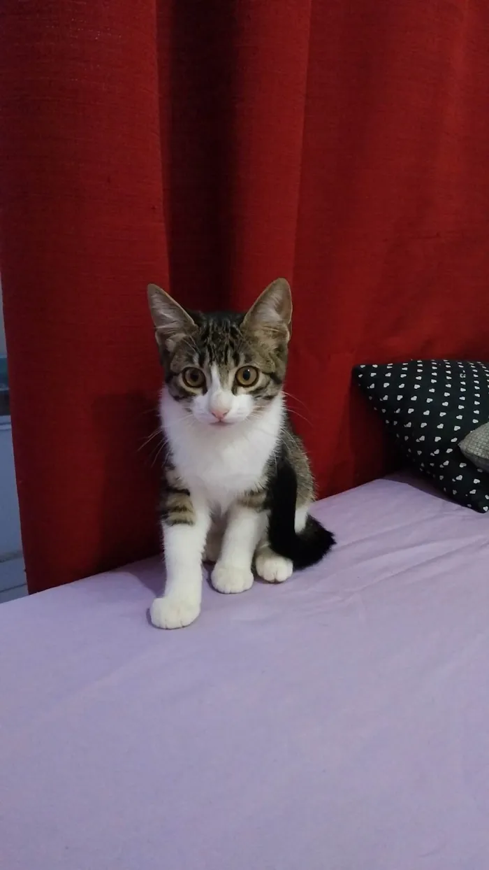 Gato ra a SRD-ViraLata idade 2 a 6 meses nome Magali