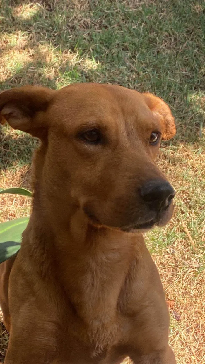 Cachorro ra a Basset-Cofap idade 3 anos nome Toddy