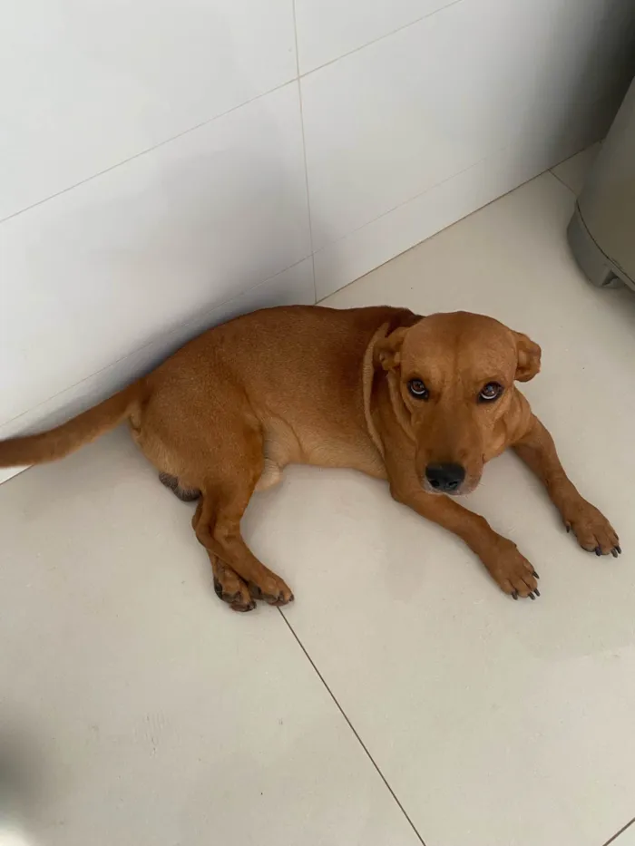 Cachorro ra a Basset-Cofap idade 3 anos nome Toddy