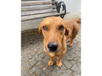 Cachorro raça Basset-Cofap idade 3 anos nome Toddy