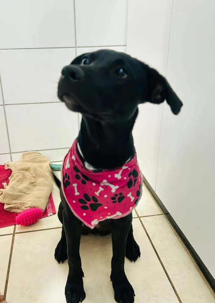 Cachorro ra a SRD-ViraLata idade 7 a 11 meses nome Melina (Mel)