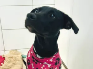 Cachorro raça SRD-ViraLata idade 7 a 11 meses nome Melina (Mel)