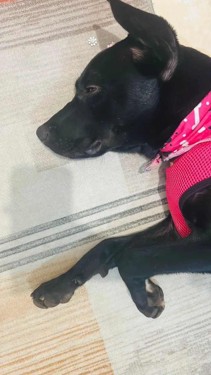 Cachorro ra a SRD-ViraLata idade 7 a 11 meses nome Melina (Mel)