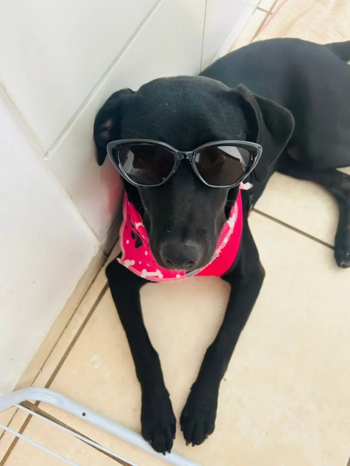 Cachorro ra a SRD-ViraLata idade 7 a 11 meses nome Melina (Mel)