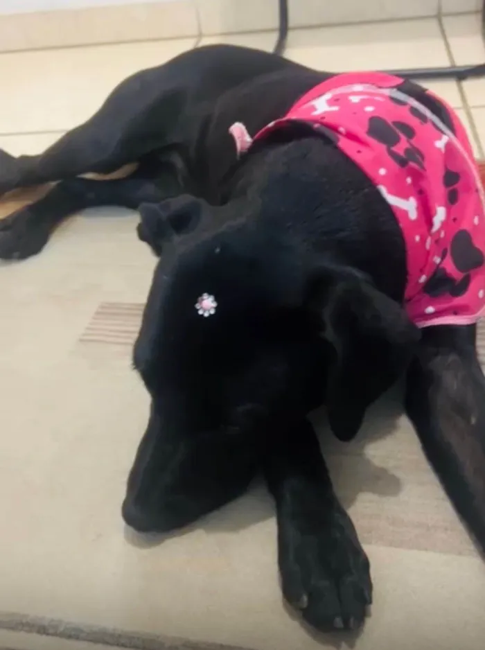 Cachorro ra a SRD-ViraLata idade 7 a 11 meses nome Melina (Mel)