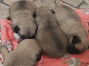Cachorro raça Bulldog idade Abaixo de 2 meses nome Venda