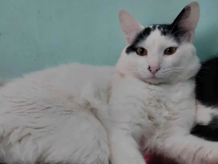 Gato ra a SRD-ViraLata idade 2 a 6 meses nome Rafael