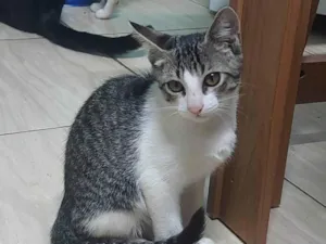 Gato raça SRD-ViraLata idade 2 a 6 meses nome Tito