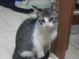 Gato ra a SRD-ViraLata idade 2 a 6 meses nome Tito