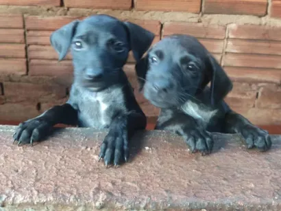 Cachorro raça SRD-ViraLata idade 2 a 6 meses nome DANIEL FIGUEREDO DE SOUZA
