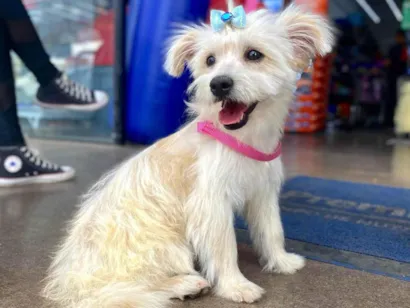 Cachorro ra a SRD-ViraLata idade 1 ano nome Cristal