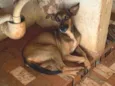 Cachorro ra a SRD-ViraLata idade 2 anos nome Mel