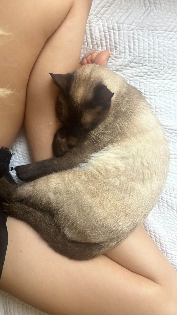 Gato ra a Siamês idade 7 a 11 meses nome Paulo