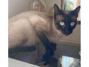 Gato raça Siamês idade 7 a 11 meses nome Paulo