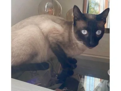 Gato raça Siamês idade 7 a 11 meses nome Paulo