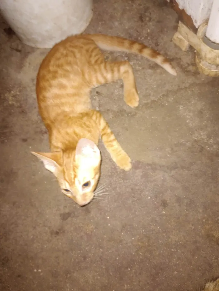 Gato ra a SRD-ViraLata idade 2 a 6 meses nome Thauani Dos santos Rodrigues