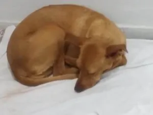 Cachorro raça SRD-ViraLata idade 5 anos nome Cacau