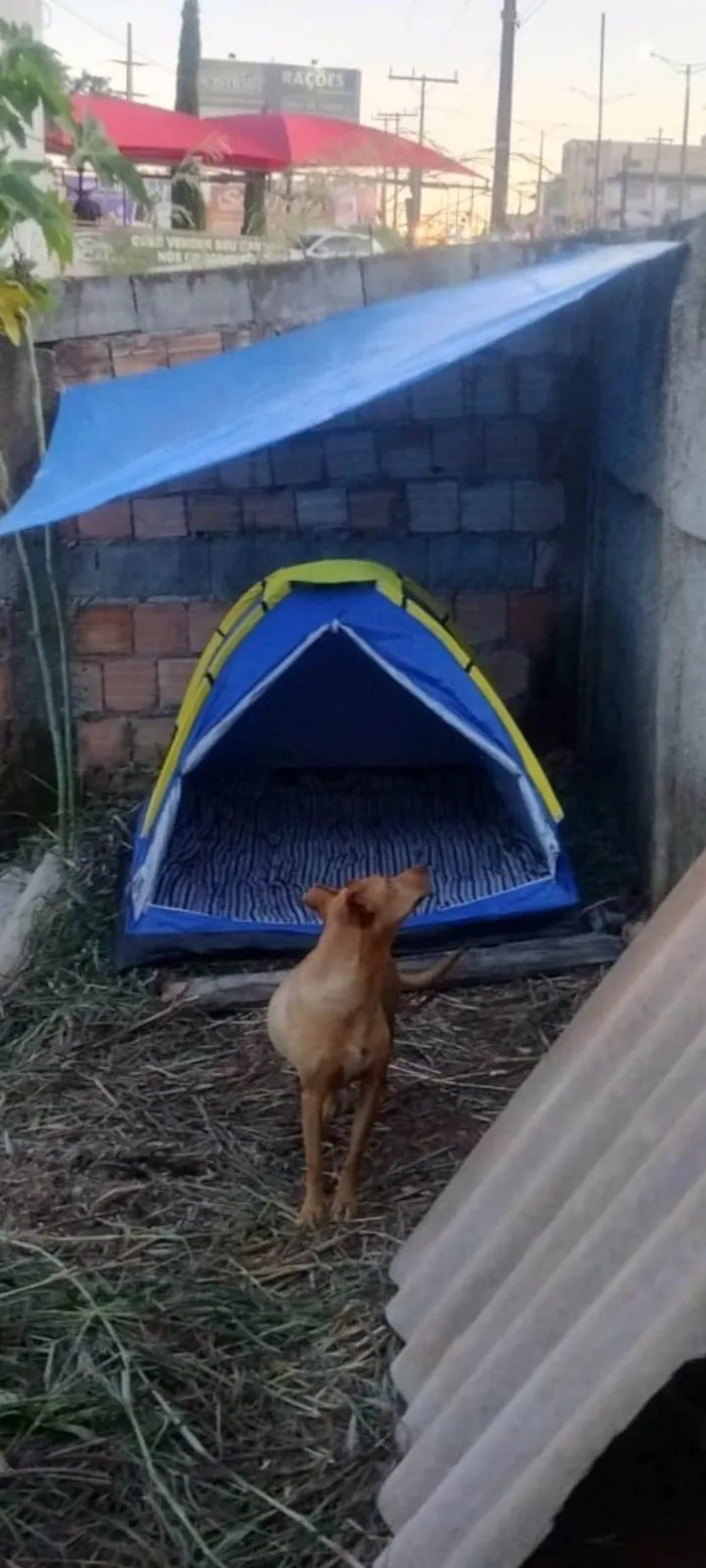 Cachorro ra a SRD-ViraLata idade 5 anos nome Cacau