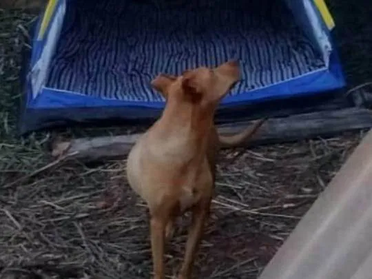 Cachorro ra a SRD-ViraLata idade 5 anos nome Cacau