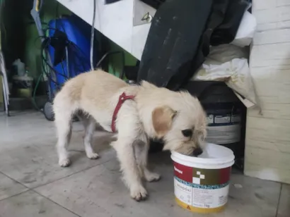 Cachorro raça Poodle idade 2 a 6 meses nome Não sei