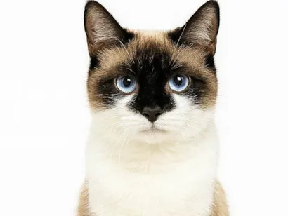 Gato raça SRD-ViraLata idade 2 anos nome Isis