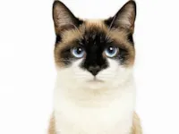 Gato ra a SRD-ViraLata idade 2 anos nome Isis