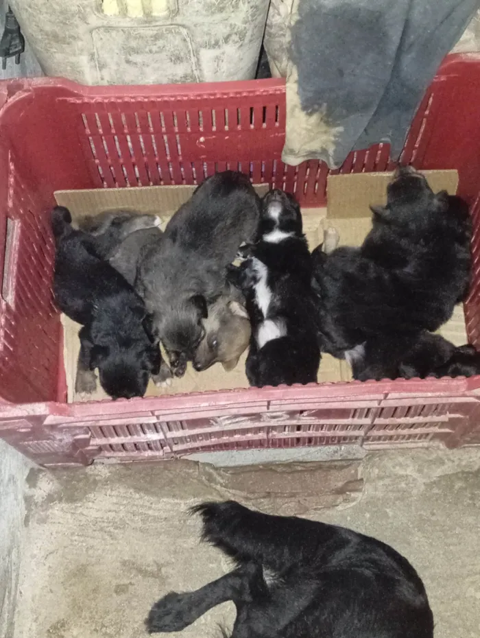 Cachorro ra a SRD-ViraLata idade Abaixo de 2 meses nome Filhotes 