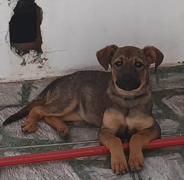 Cachorro ra a SRD-ViraLata idade 2 a 6 meses nome Maria Eduarda De Araujo Lima