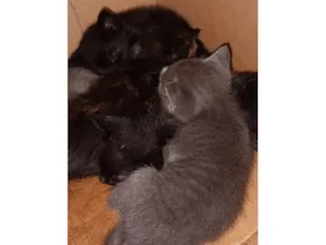 Gato raça SRD-ViraLata idade 2 a 6 meses nome Sem nome ainda