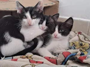 Gato ra a SRD-ViraLata idade Abaixo de 2 meses nome Ambos sem nome (são 2)
