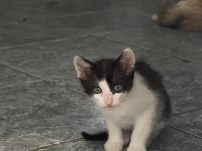 Gato ra a SRD-ViraLata idade Abaixo de 2 meses nome Ambos sem nome (são 2)