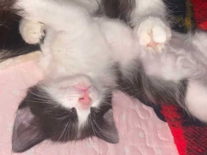 Gato ra a SRD-ViraLata idade Abaixo de 2 meses nome Ambos sem nome (são 2)