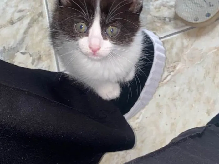 Gato ra a SRD-ViraLata idade Abaixo de 2 meses nome Ambos sem nome (são 2)